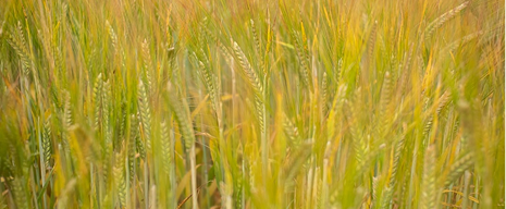 Agriculture - Governor Crest Limited